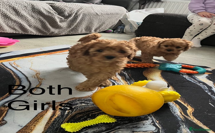 Cavapoo dogs - Advert 9