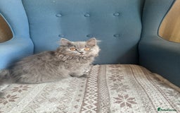 British Shorthair cats for sale: 💙 3 Gorgeous British Blue Kittens Available 💙 - Image 11