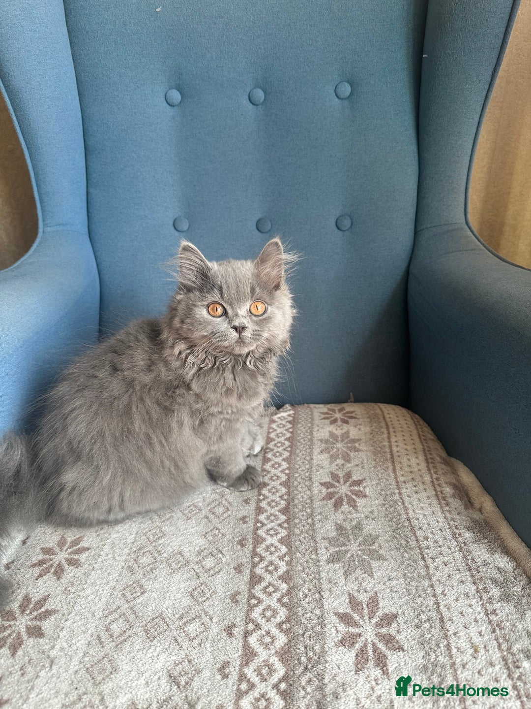 British Shorthair cats for sale: 💙 3 Gorgeous British Blue Kittens Available 💙 - Image 11