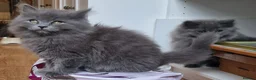 British Longhair cats for sale: Gorgeous British Blue longhair kittens - Advert 21