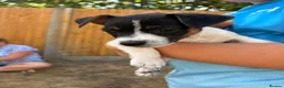 Jack Russell dogs for sale:  jack russell puppies  in Orpington - Advert 5