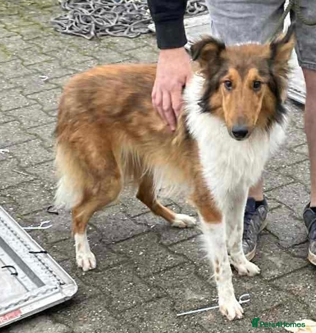 Rough Collie dogs for adoption: Brin is looking for a loving home - Advert 8