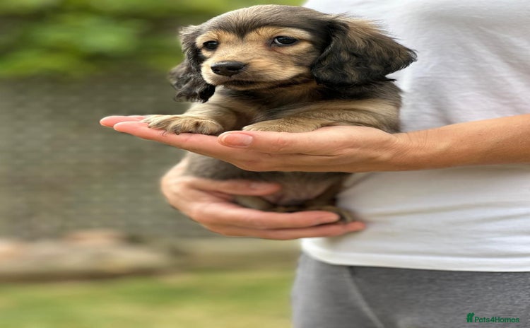 Miniature Dachshund dogs - Advert 1