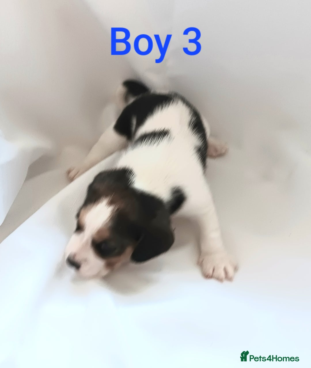 Beagle dogs for sale: Beautiful puppies Available - Image 10