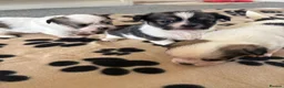 Mixed Breed dogs for sale: Tiny cute fluffy Shih Tzu x jack Russell puppies  - Advert 13