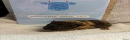 Guinea Pig rodents for sale: 2 beautiful boys  - Advert 19
