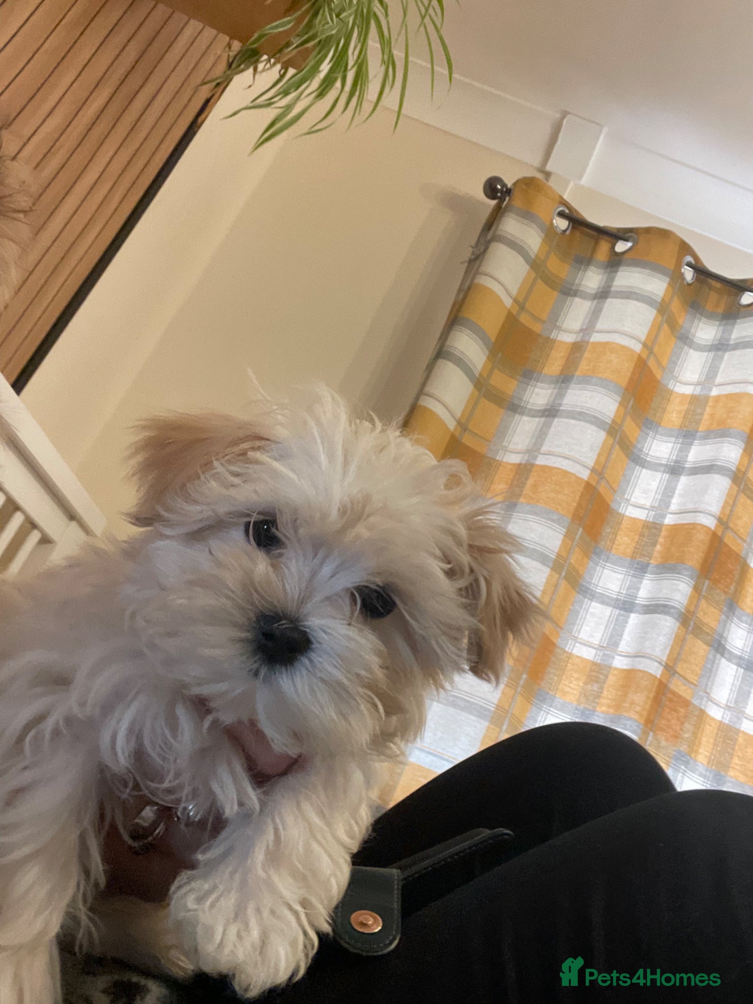 Morkie dogs Girl Morkie  - Advert 2