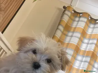 Morkie dogs Girl Morkie - Advert 2