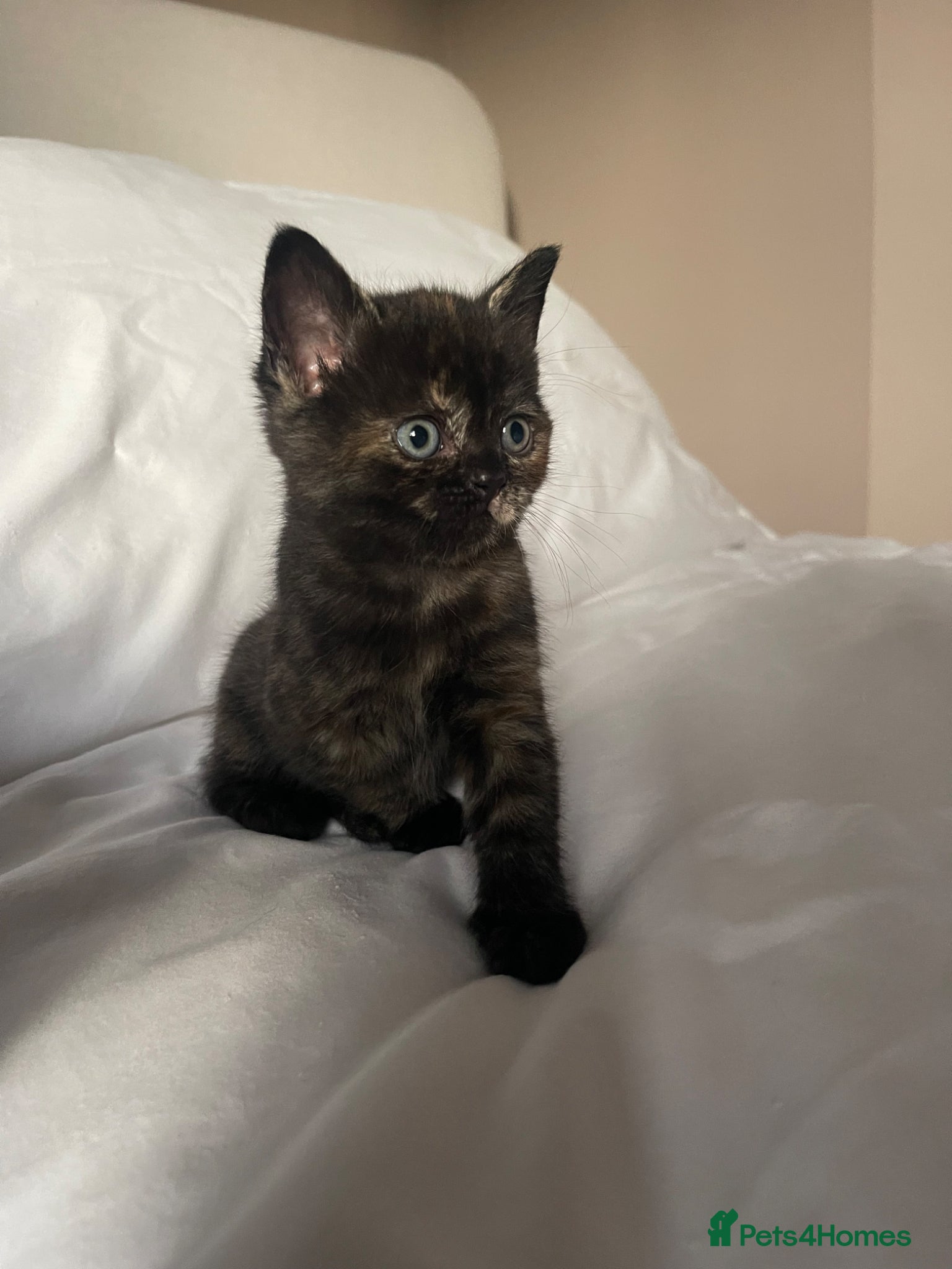 Mixed Breed cats British Shorthair Cross Kittens for Sale 🐾 - Advert 5