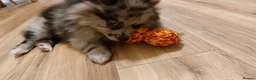 Pomeranian dogs for sale: Beautiful pomeranian girl for sale - Advert 3