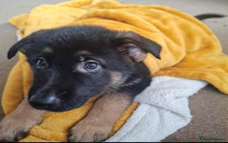 German Shepherd dogs for sale: BEAUTIFUL GERMAN SHEPHERD PUPS READY NOW - Image 19