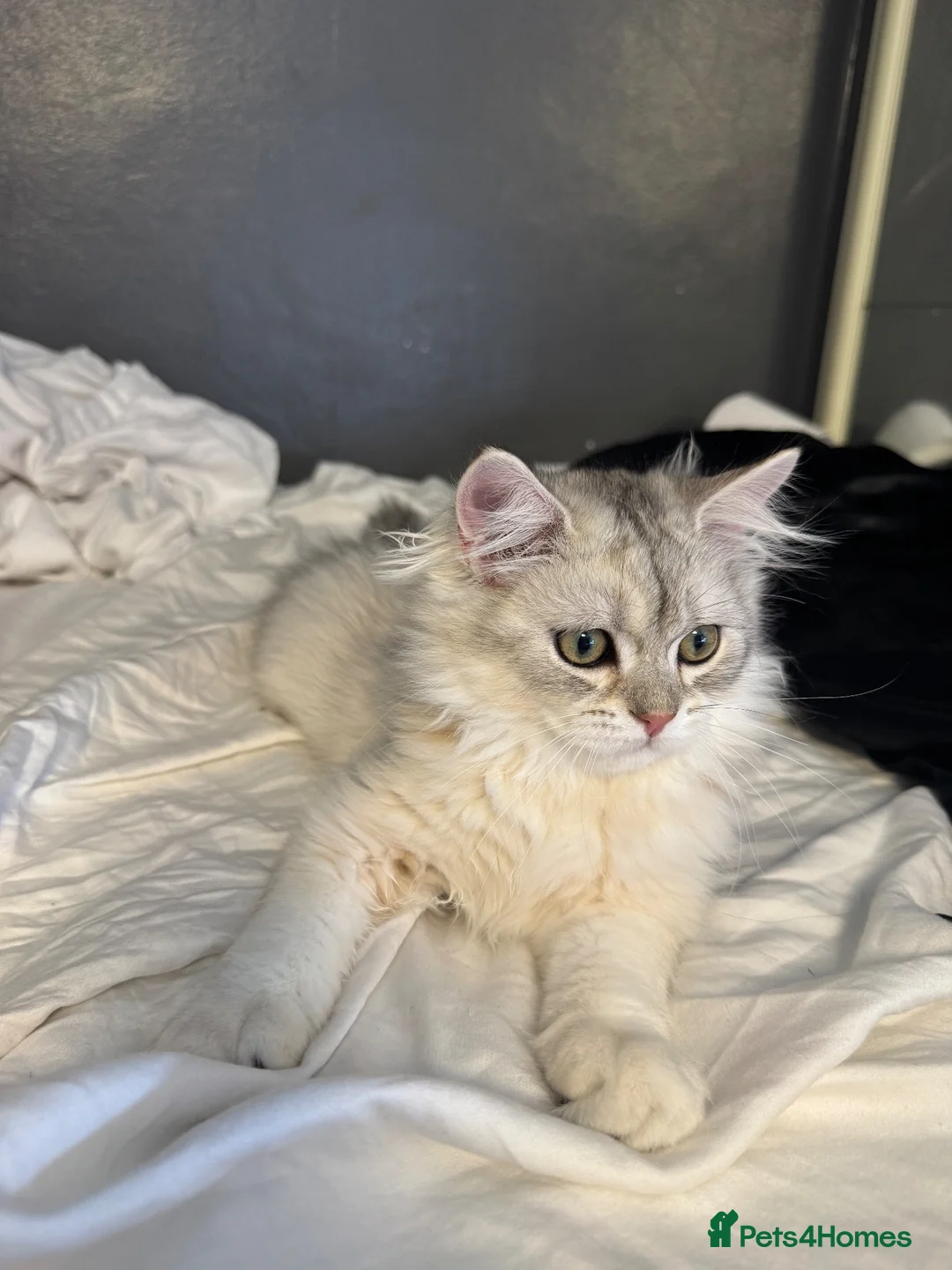 British Shorthair cats for sale: British Shorthair & longhair Chinchilla available  - Advert 38