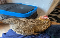 Chickens poultry for sale: 🐔 Loving Home Wanted for 4 Beautiful Hens  - Image 4