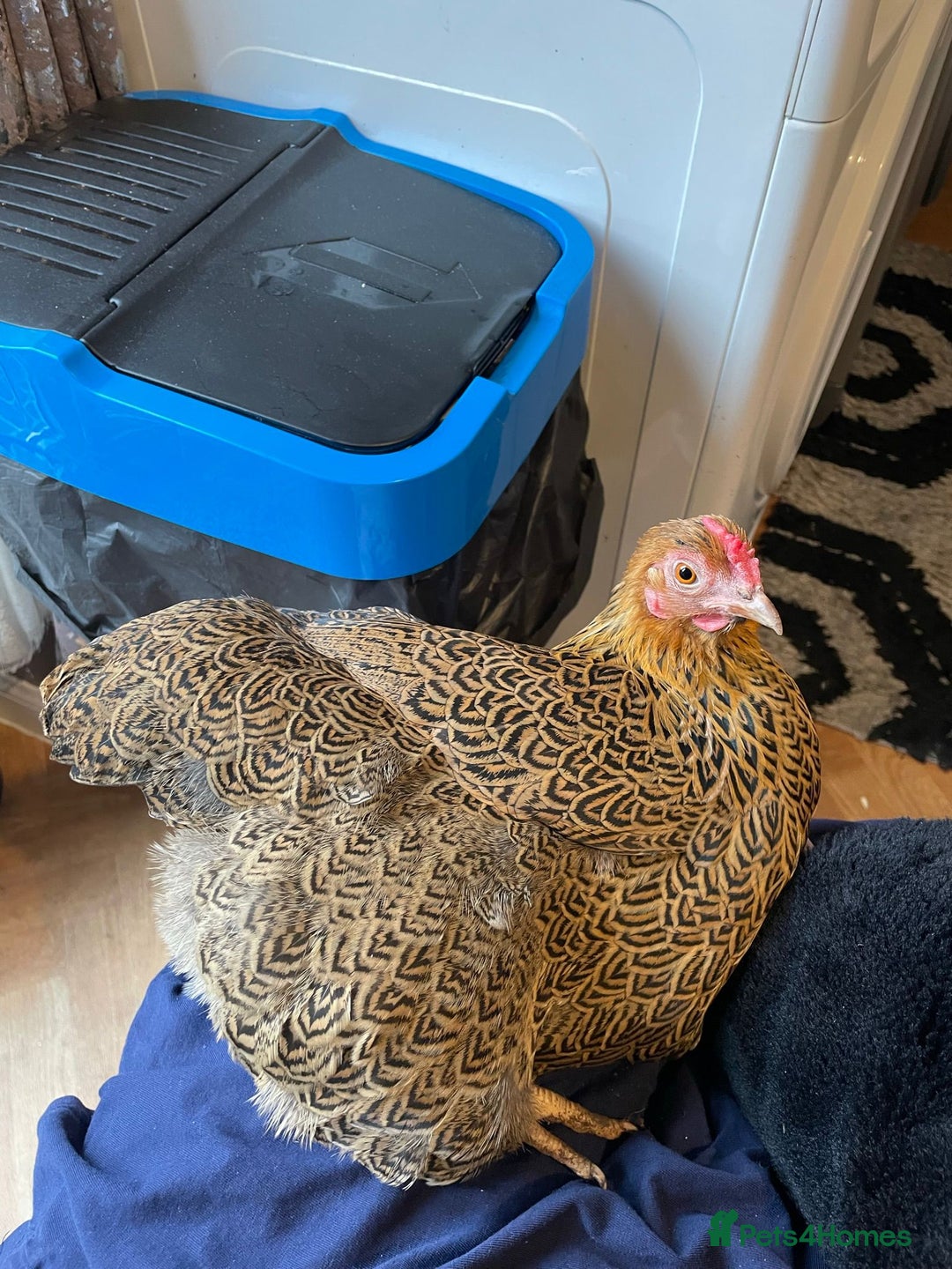 Chickens poultry for sale: 🐔 Loving Home Wanted for 4 Beautiful Hens  - Image 4