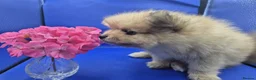 Pomeranian dogs for sale: Two Lovely Sable Purebred Pomeranian Puppies - Advert 15