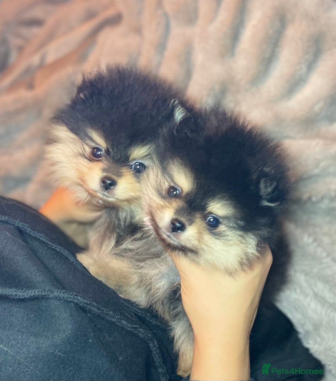 Pomeranian dogs for stud: 💜🧡Lilac & tan KC stud Benji champions in line  in Guildford - Image 22