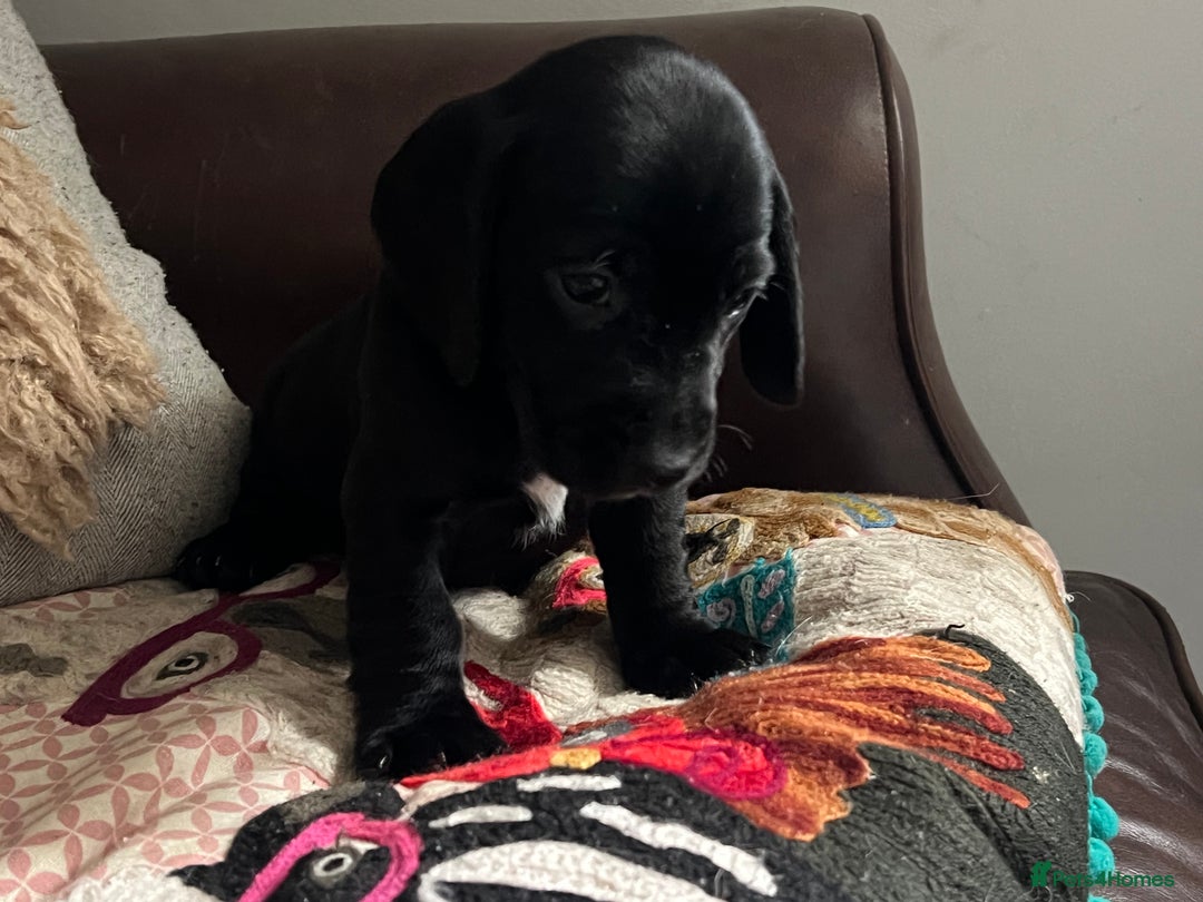 Mixed Breed dogs for sale: Cutest Standard Dachshund x Cocker Puppies - Image 12