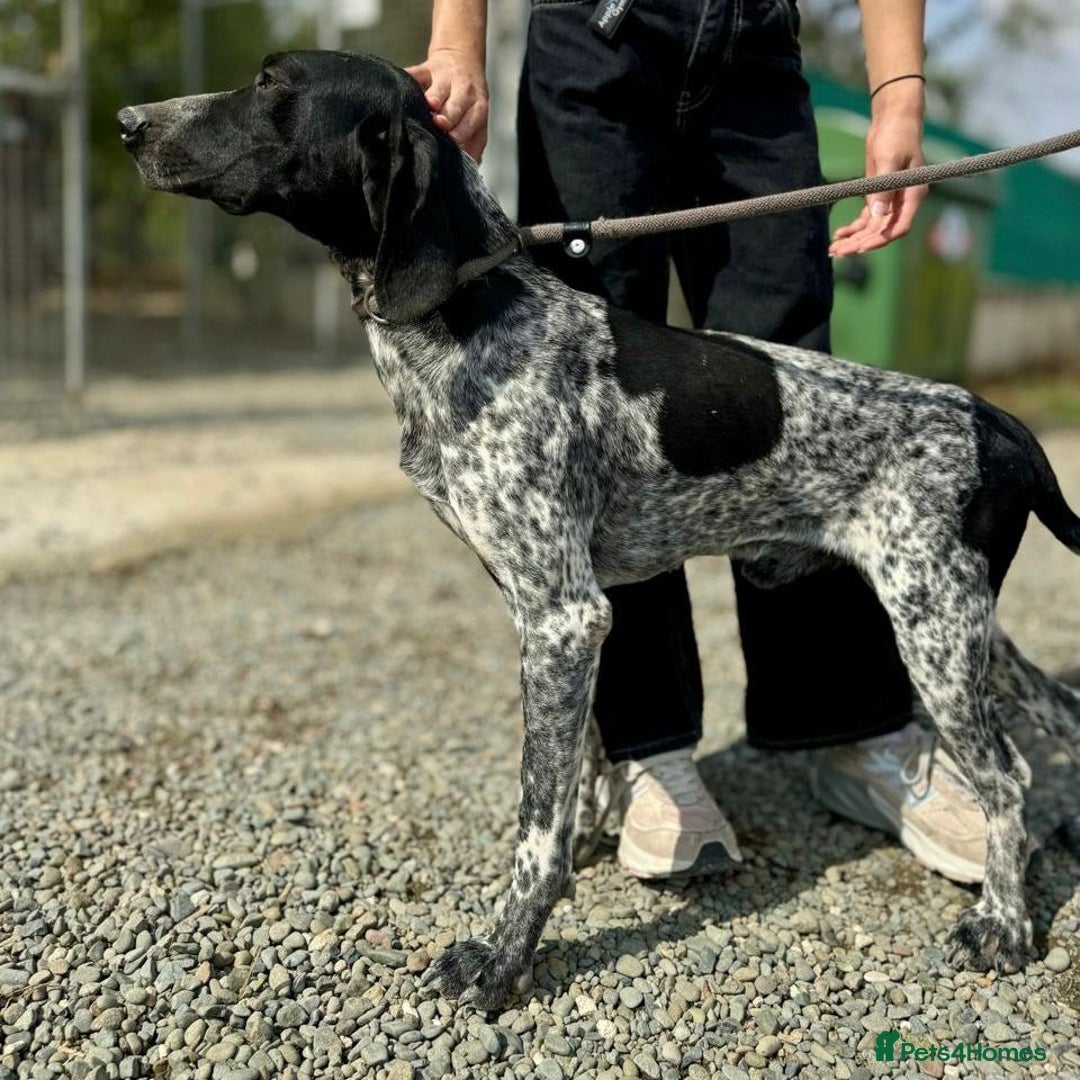 Mixed Breed dogs for adoption: Bracken (German Pointer mix) - Advert 16