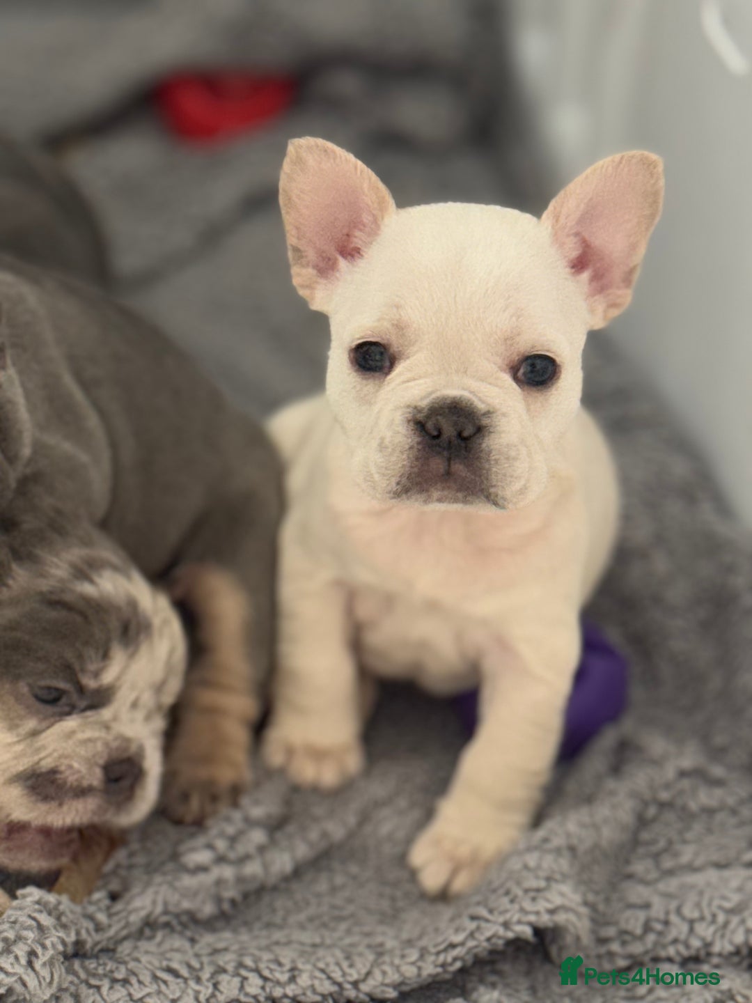 French Bulldog dogs for sale: French Bulldog Puppies For Sale😍‼️ - Advert 8
