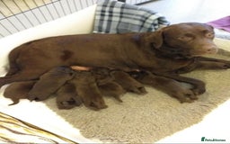 Labrador Retriever dogs for sale: KC Chocolate labrador (Ready To Go Now)🦮 - Image 12
