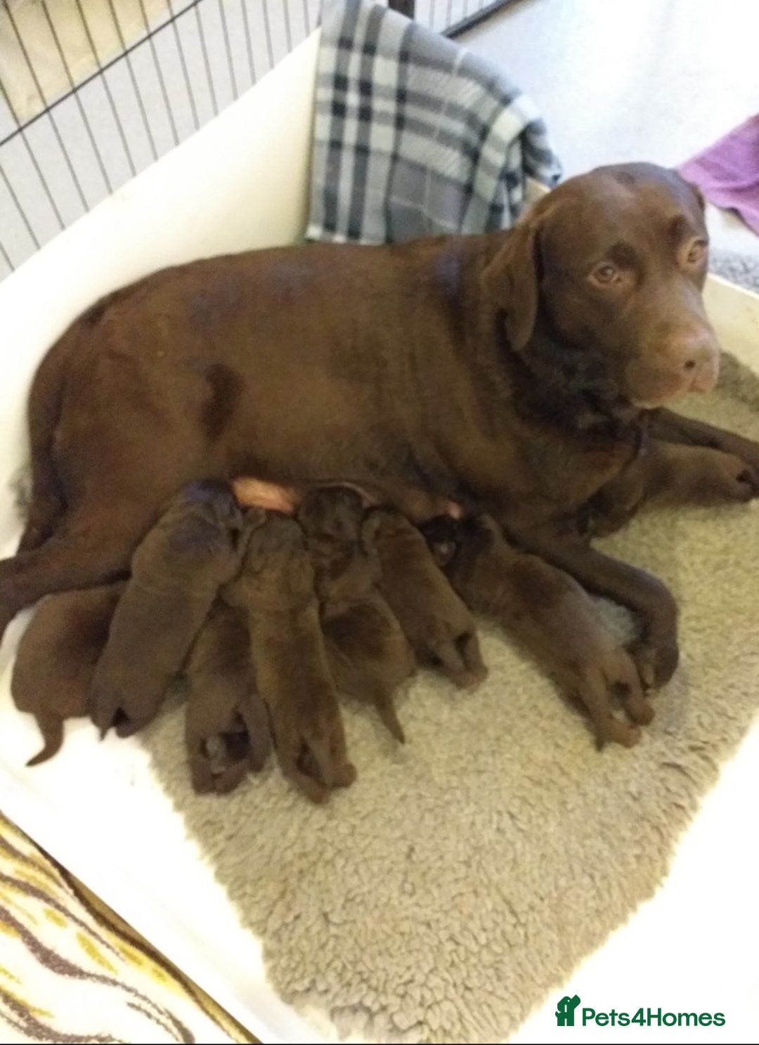 Labrador Retriever dogs for sale: KC Chocolate labrador (Ready To Go Now)🦮 - Image 12