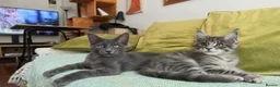 Maine Coon cats for sale: Maine Coon Kitten ready - Advert 8