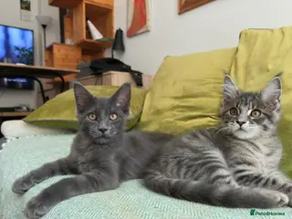 Maine Coon cats Maine Coon Kitten ready - Advert 2