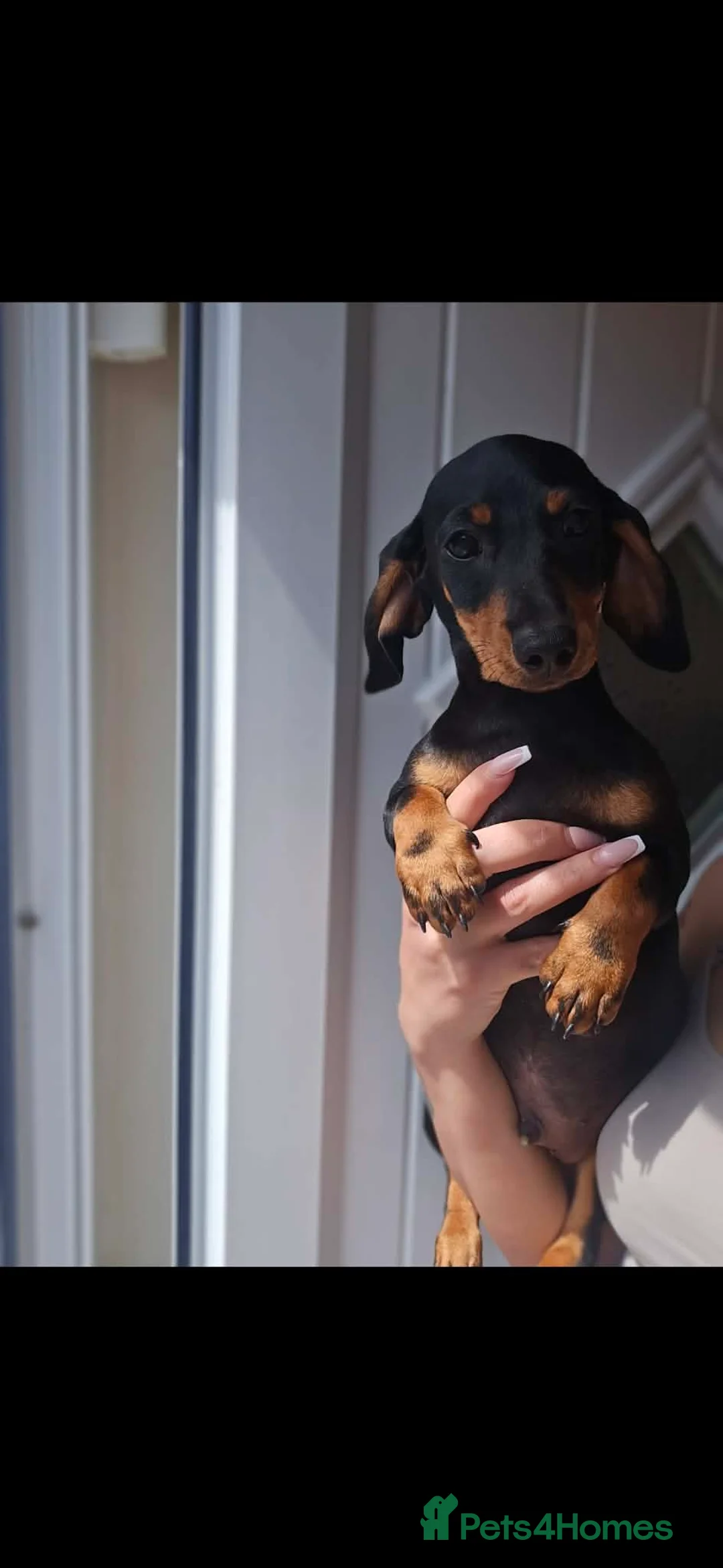 Miniature Dachshund dogs for sale: Miniature dachshund  - Advert 1
