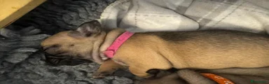 French Bulldog dark pink collar 