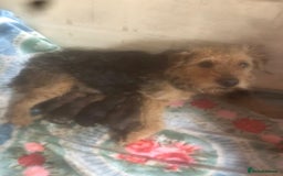 Lakeland Terrier dogs for sale: Lakeland terrier  - Image 11