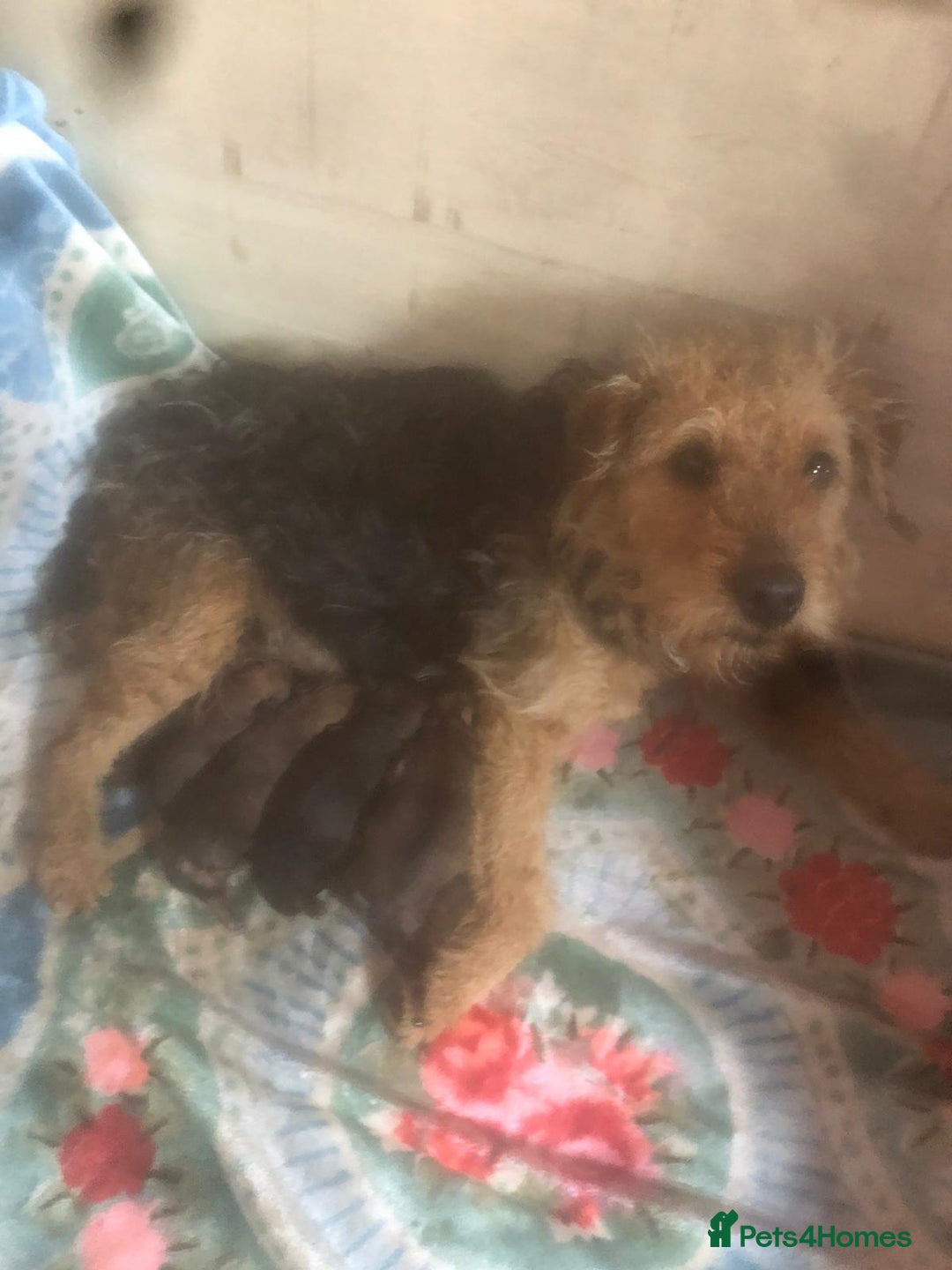 Lakeland Terrier dogs for sale: Lakeland terrier  - Image 11