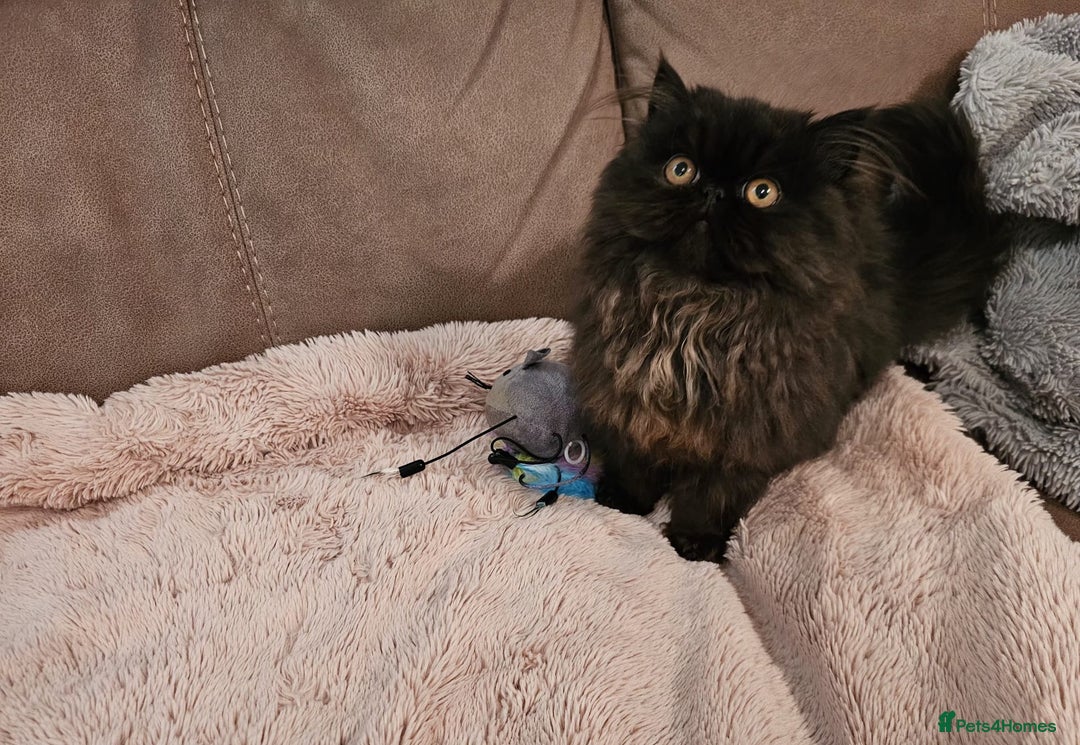 Persian cats for sale: Stunning Persian girl  - Advert 21