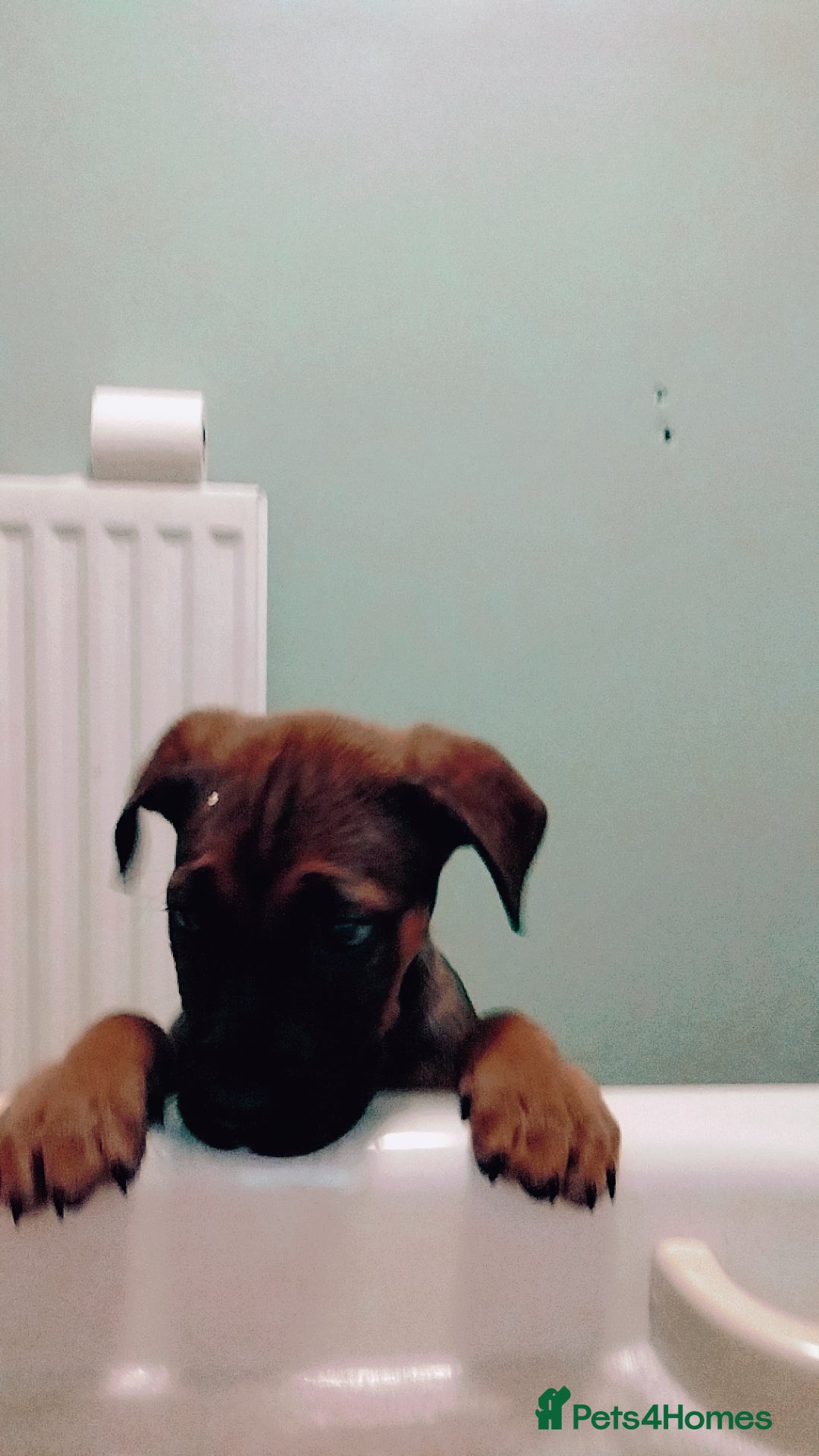 Cane Corso dogs for sale: Cane Corso  - Image 17