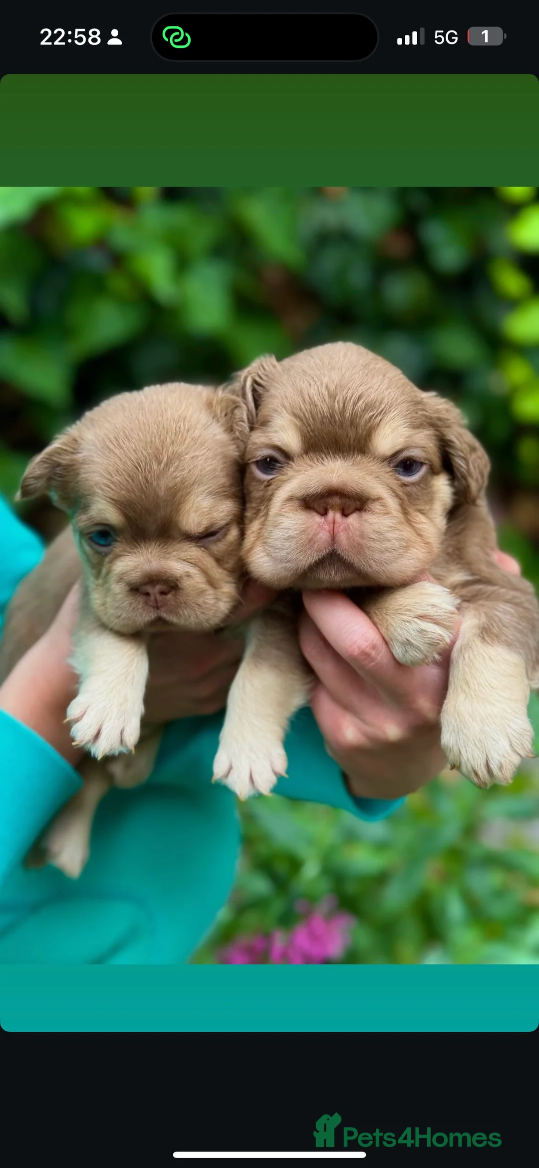 French Bulldog dogs for stud: FLUFFY ROPE BLAZE  in Liverpool - Advert 10