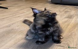 Maine Coon cats for sale: 2 Large Tica Maine Coon Kittens - Image 10