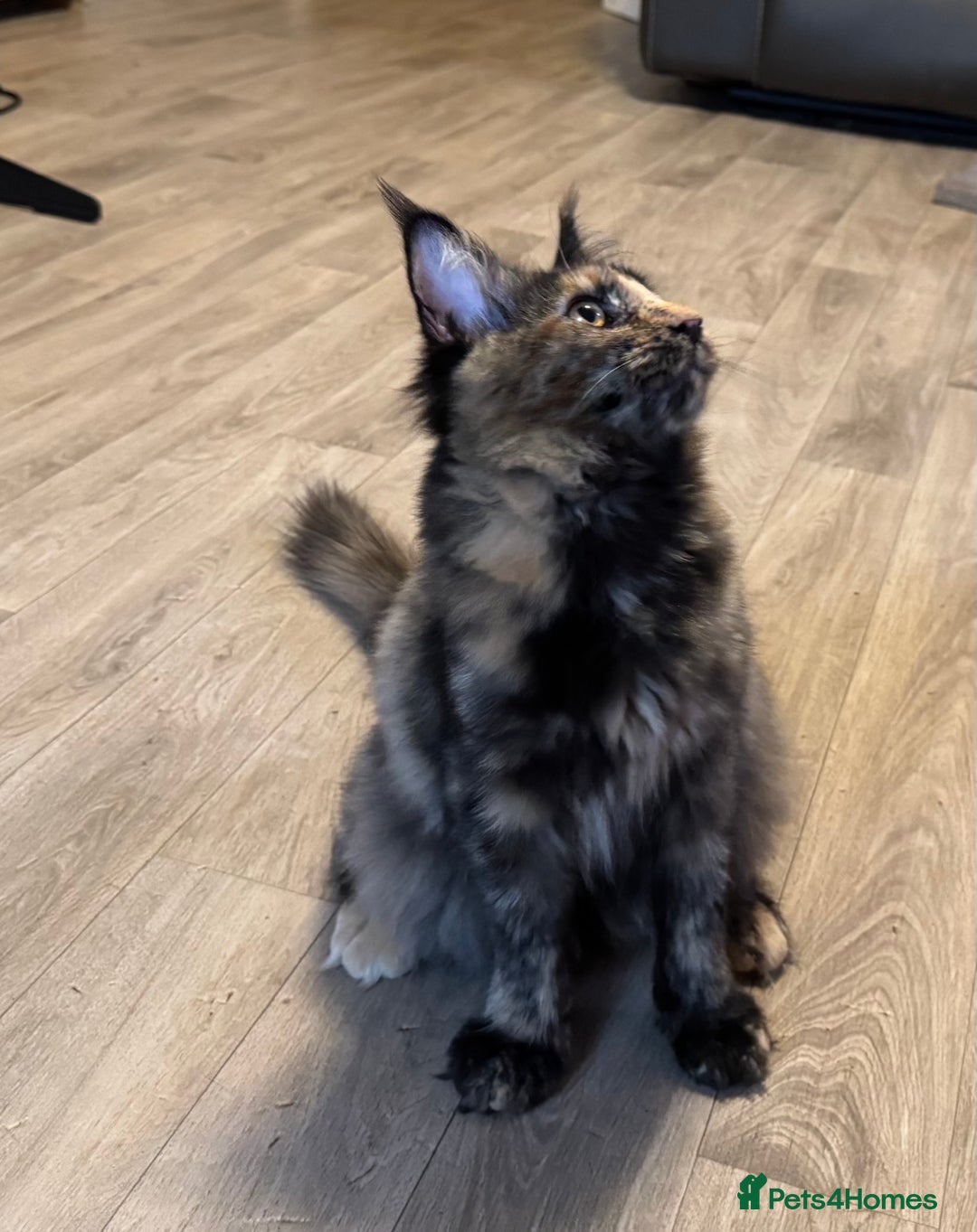 Maine Coon cats for sale: 2 Large Tica Maine Coon Kittens - Image 10