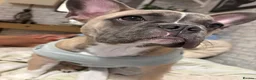 French Bulldog dogs for sale: French bulldog  - Advert 3