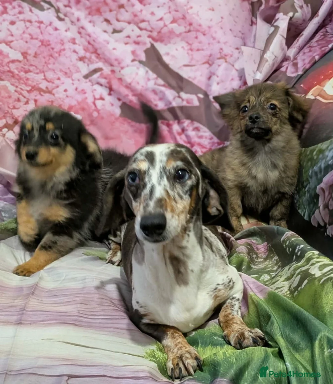 Mixed Breed dogs for sale: Adorable Tiny Pomweenie Puppies  - Advert 2