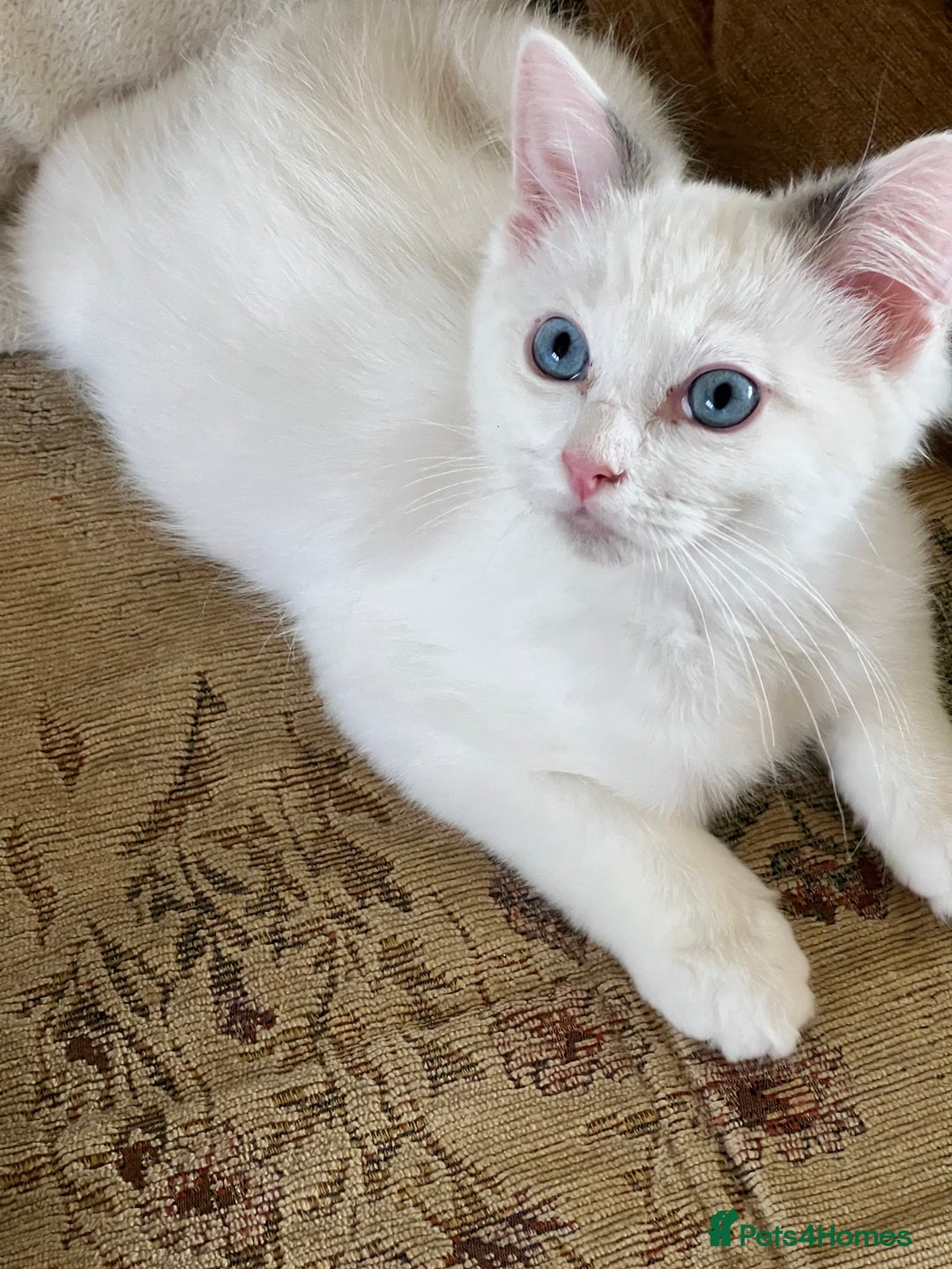 Ragdoll cats for sale: Beautiful Ragdoll kittens  - Image 12