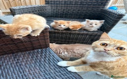 Persian cats for sale: Persian x - Image 7