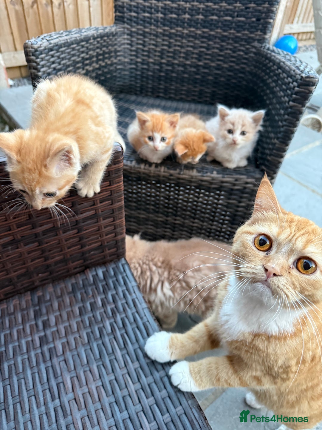 Persian cats for sale: Persian x - Image 7