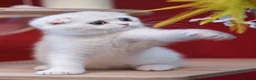 Scottish Fold cats for sale: Scottish fold and straight girls - Advert 28