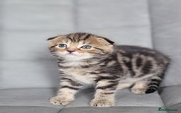 Mixed Breed cats for sale: Half scottish fold Healthy and beautiful kittens - Image 17