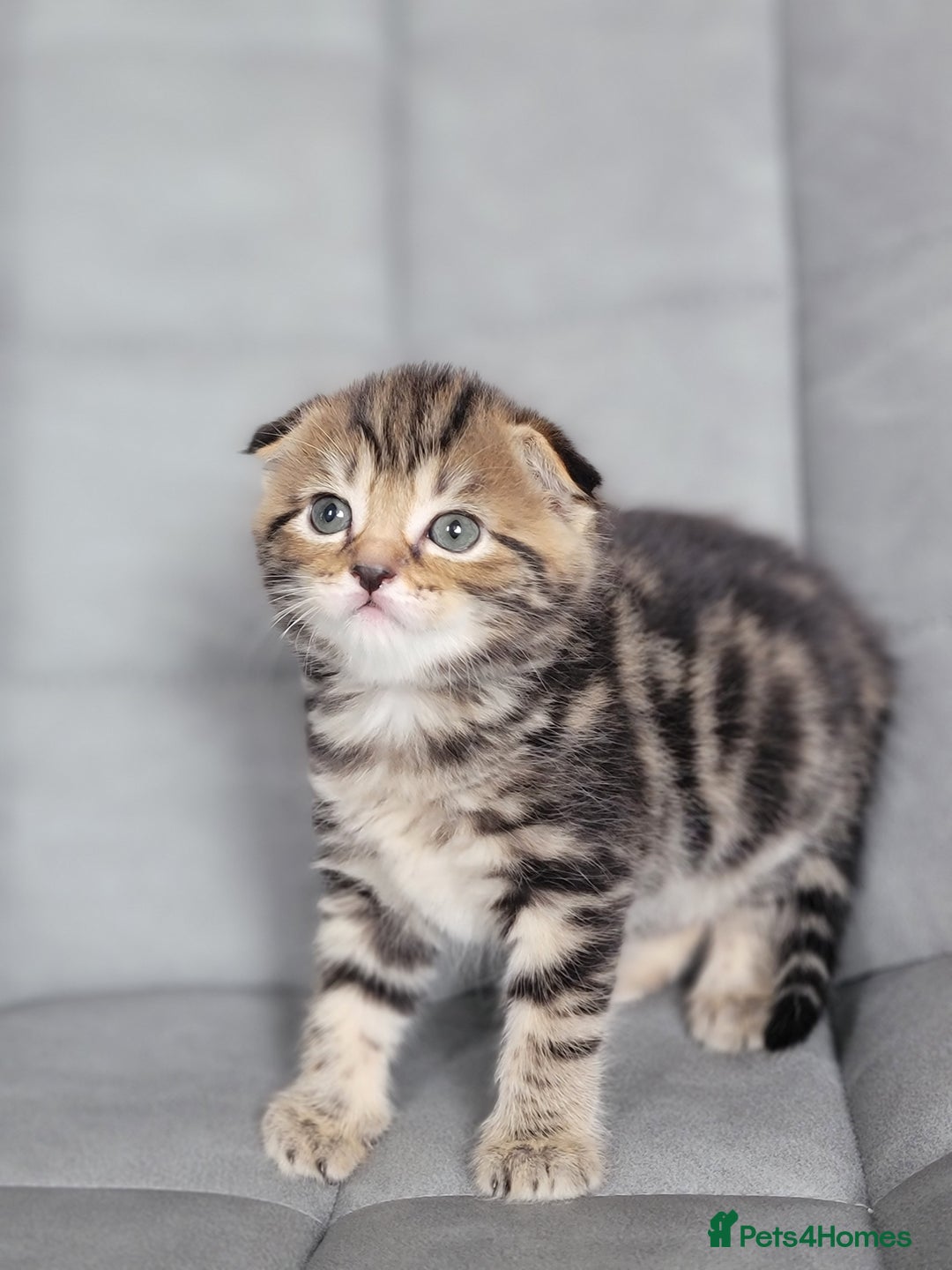 Mixed Breed cats for sale: Half scottish fold Healthy and beautiful kittens - Image 17