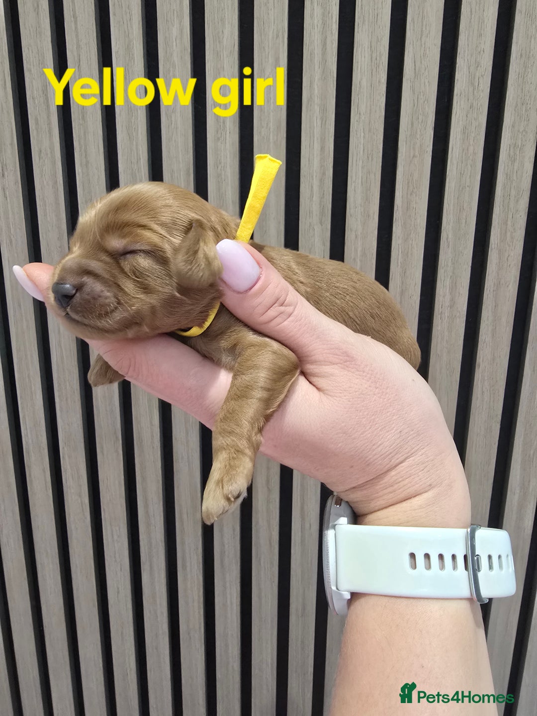 Cavapoo dogs for sale:  🐕Ruby Cavapoo Toy F1bb 🧸DNA tested🧸 - Image 7