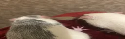Rat rodents for sale: Two Young Female Rats in Norwich - Advert 3