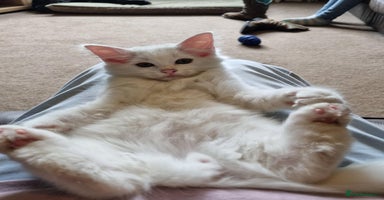 Ragdoll cats - Advert 3