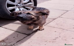 German Shepherd dogs for sale: German shepherd bitch  - Image 6