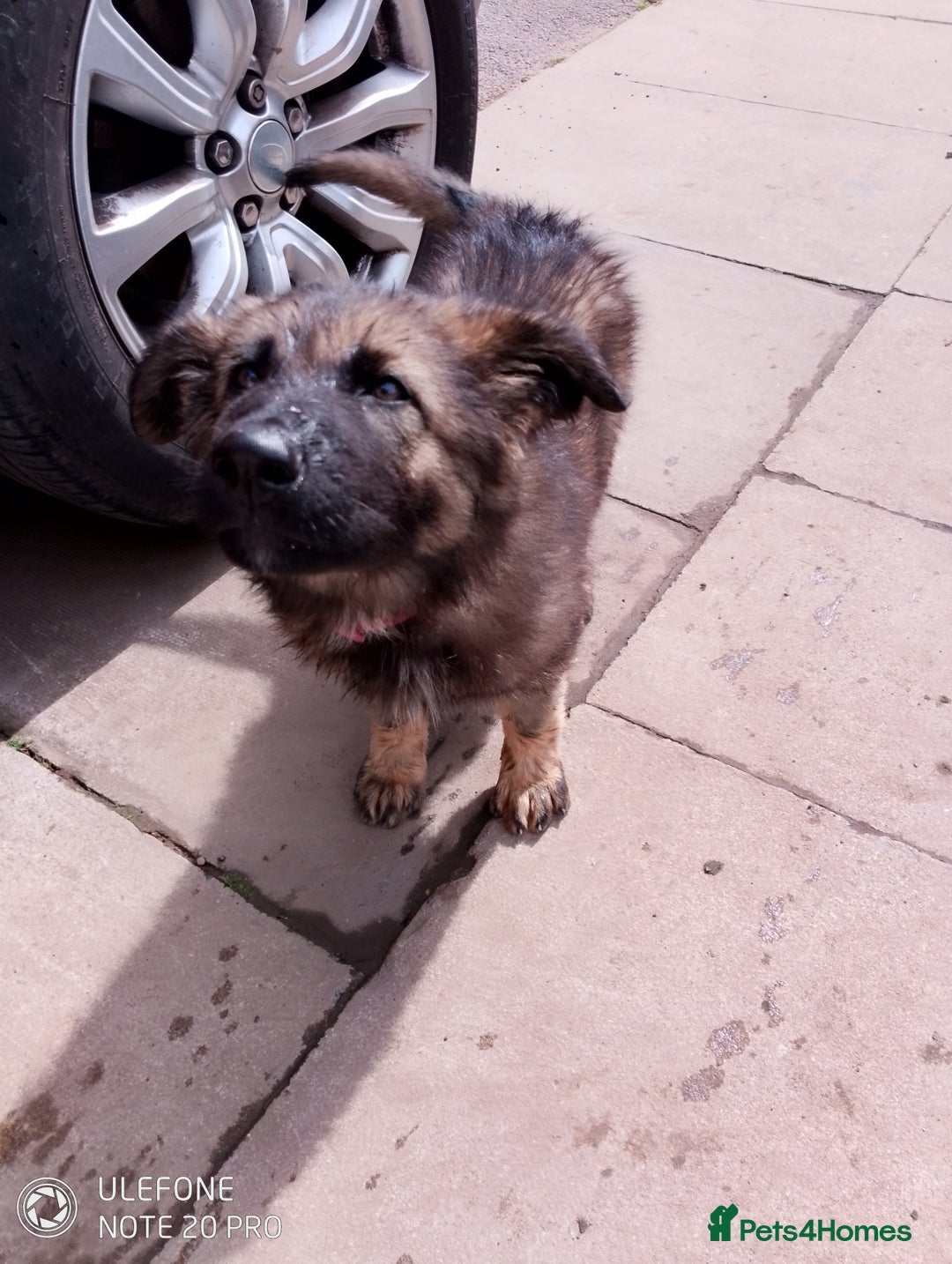 German Shepherd dogs for sale: German shepherd bitch  - Image 6