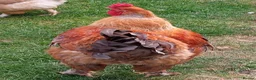 Chickens poultry for sale: LF Brahma Partridge, Lemon Pyle, golden lace - Advert 9